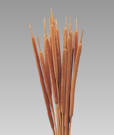 Reed Spadix Medium